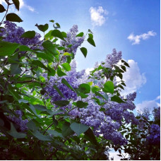 Lilac seeds