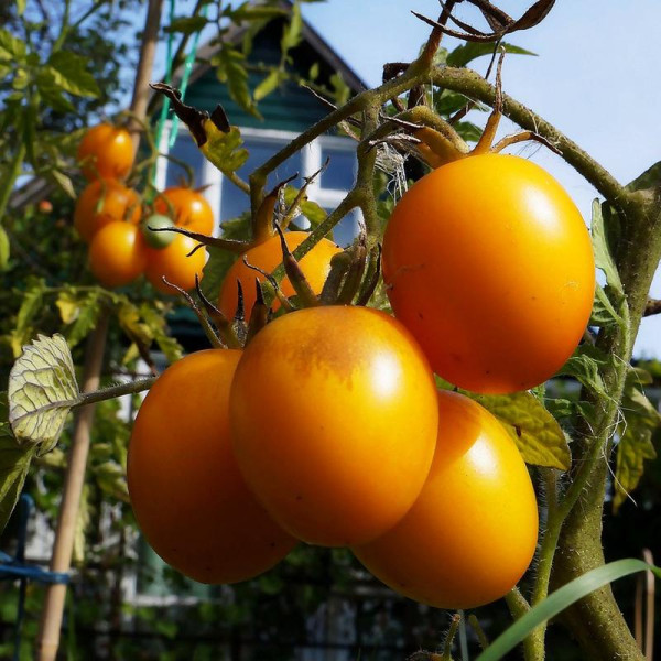 Насіння томату «Де-барао жовтий»