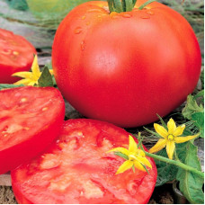 Tomato seeds «Snow Leopard»