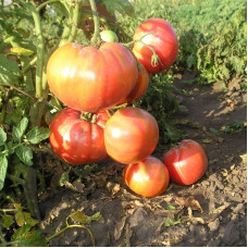 Tomato seeds «Raspberry viscount»