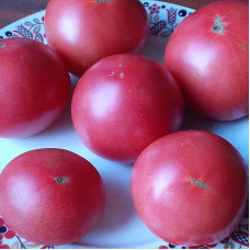 Tomato seeds «Malynivka»