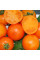Насіння томату «Мандарин»