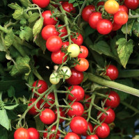 Tomato seeds «Cherry red» (tall)