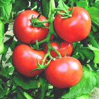 Семена томата «Богата хата»