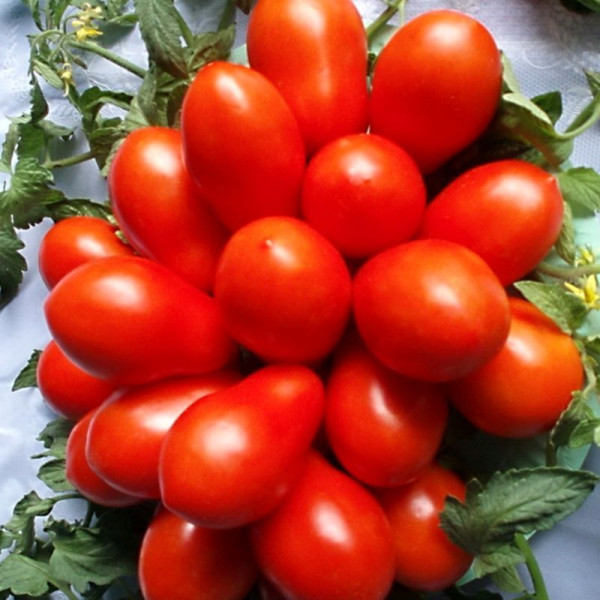 Tomato seeds «Cimmerian»