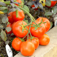 Насіння томату «Санька»