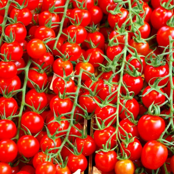 Tomato seeds «Cherry red» (undersized)