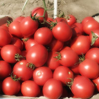 Tomato seeds «Solerosso»