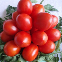 Tomato seeds «Naddnipriansky-1»