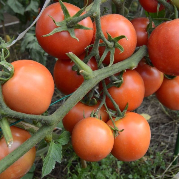 Tomato seeds «Snowman»