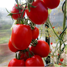 Tomato seeds «Rio Fuego»
