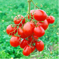 Tomato seeds «Lampo»