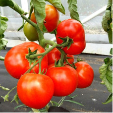 Tomato seeds «Debut»