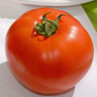 Tomato seeds «Bobcat»