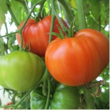 Tomato seeds «Bull forehead»