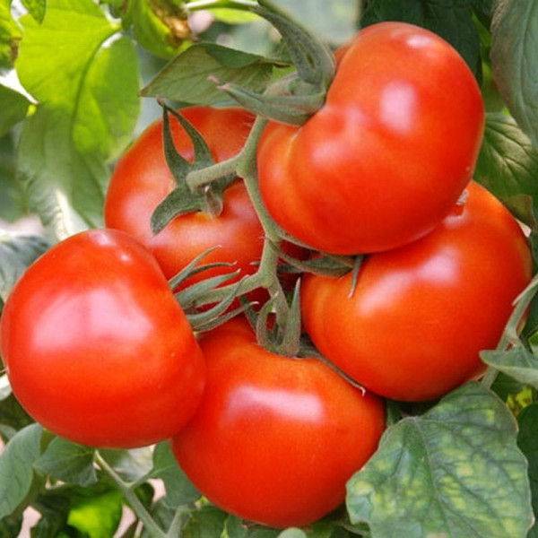 Tomato seeds «Market Miracle»