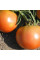 Насіння томату «Лежкість»