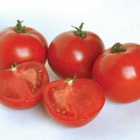 Tomato seeds «Apologist»