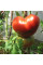 Насіння томату «Райська насолода»