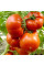 Насіння томату «Райська насолода»