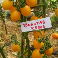 Tomato seeds «Golden drop»