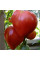 Tomato seeds «Bull heart red»