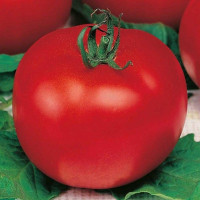 Tomato seeds «Visa»