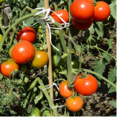 Tomato seeds «Volgogradsky 3/23»