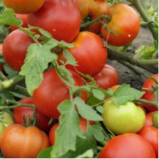 Tomato seeds «Solaris»