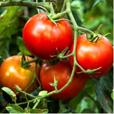 Tomato seeds «Siberian Early Red»