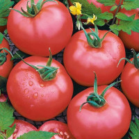 Tomato seeds «Crimson ringing»