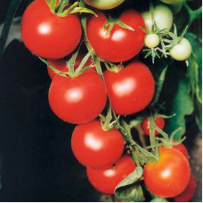 Tomato seeds «Tamina»