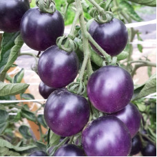 Tomato seeds «De-Barao purple»