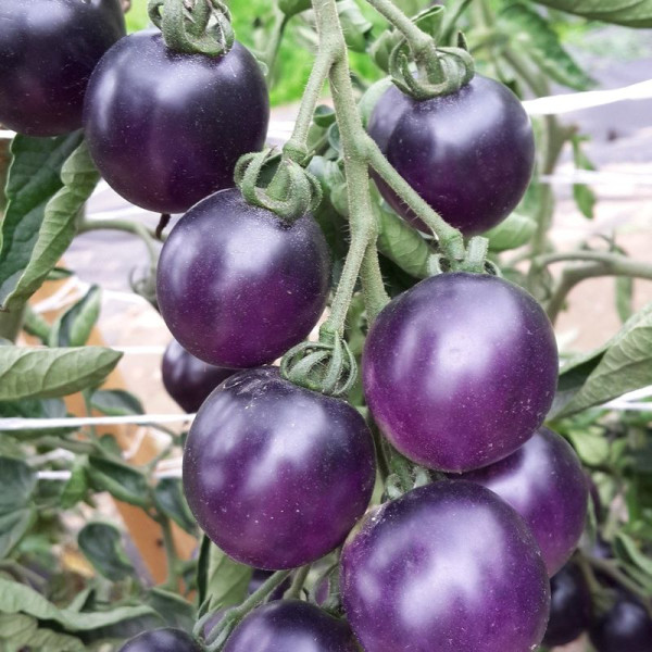 Tomato seeds «De-Barao purple»