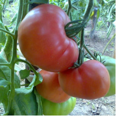 Tomato seeds «Wild Rose»