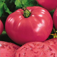 Tomato seeds «Favorite» F1