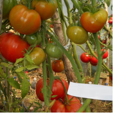 Tomato seeds «Three fat men»