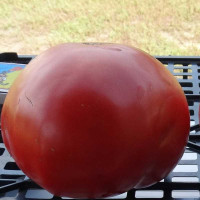 Насіння томату «Український богатир»