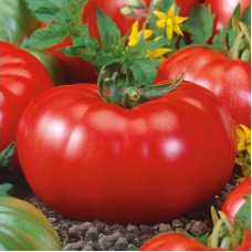 Tomato seeds «Cap of Monomakh»