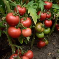 Tomato seeds «Victory»