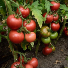 Tomato seeds «Victory»