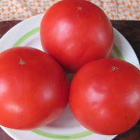 Tomato seeds «King of giants»