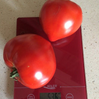 Tomato seeds «Budyonivka red»