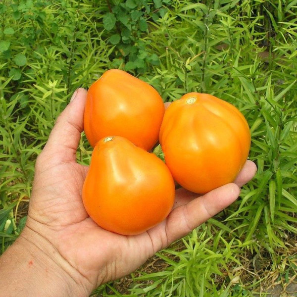 Tomato seeds «Truffle yellow»