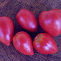 Насіння томату «Рожевий фламінго»