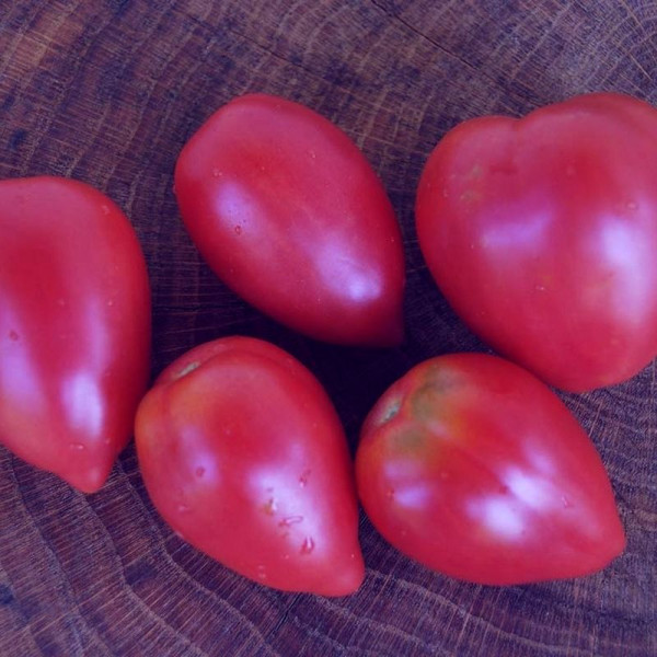 Насіння томату «Рожевий фламінго»