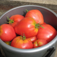 Tomato seeds «Cardinal»