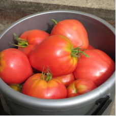 Tomato seeds «Cardinal»