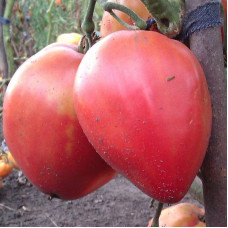 Tomato seeds «Daddy pink»