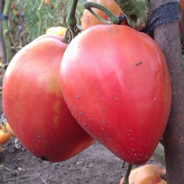 Tomato seeds «Daddy pink»